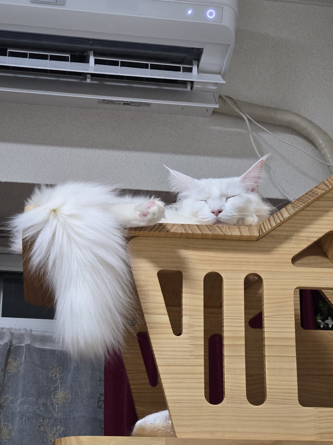 取締役ニャンズ