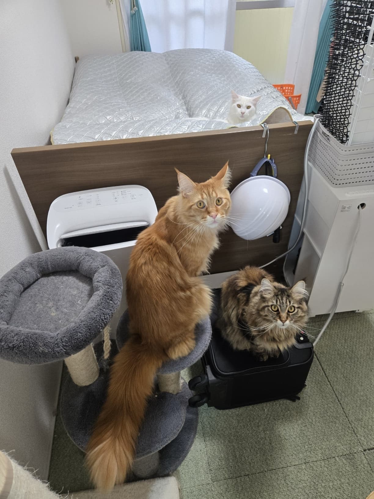 取締役ニャンズ