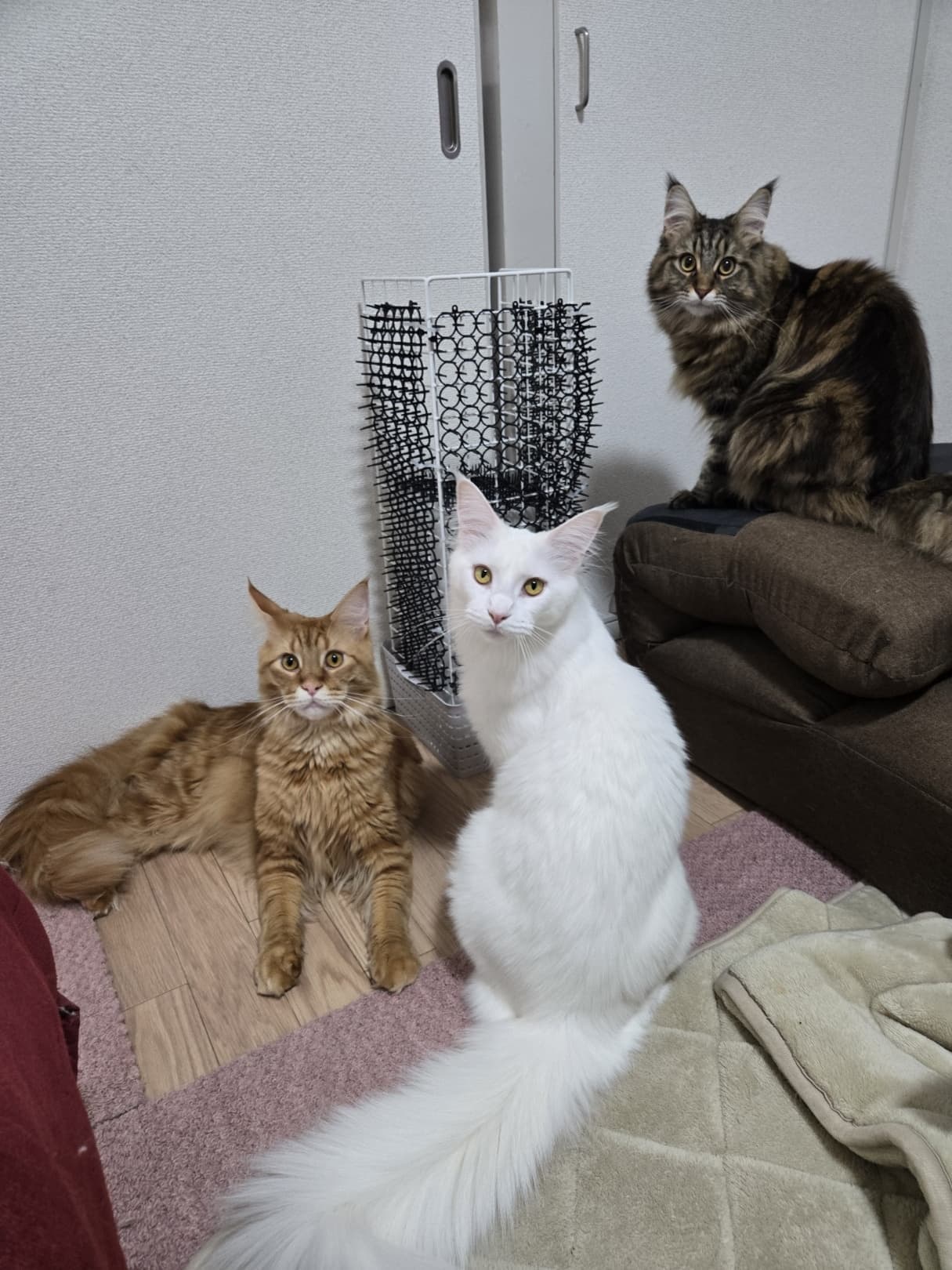 取締役ニャンズ