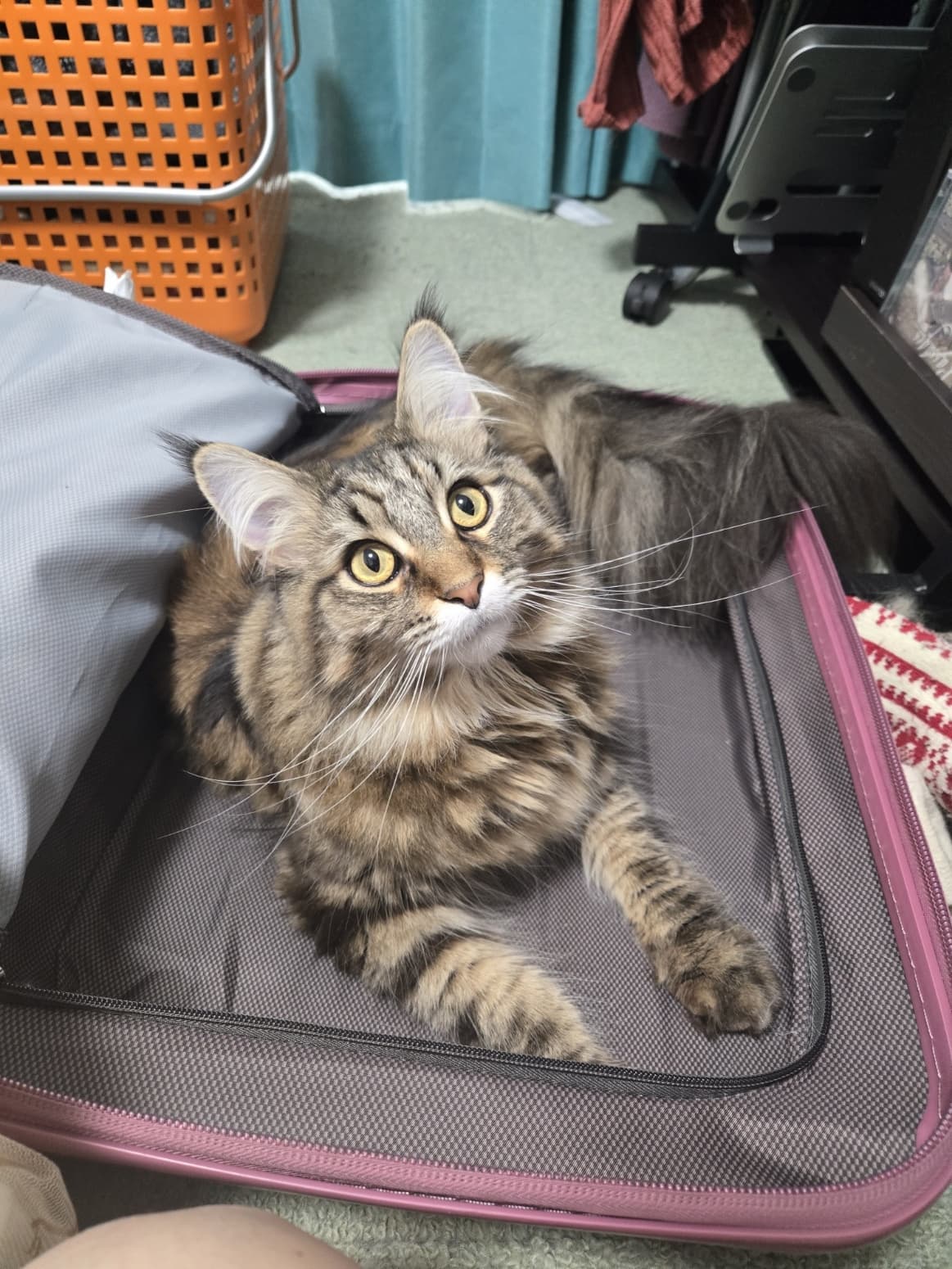 取締役ニャンズ