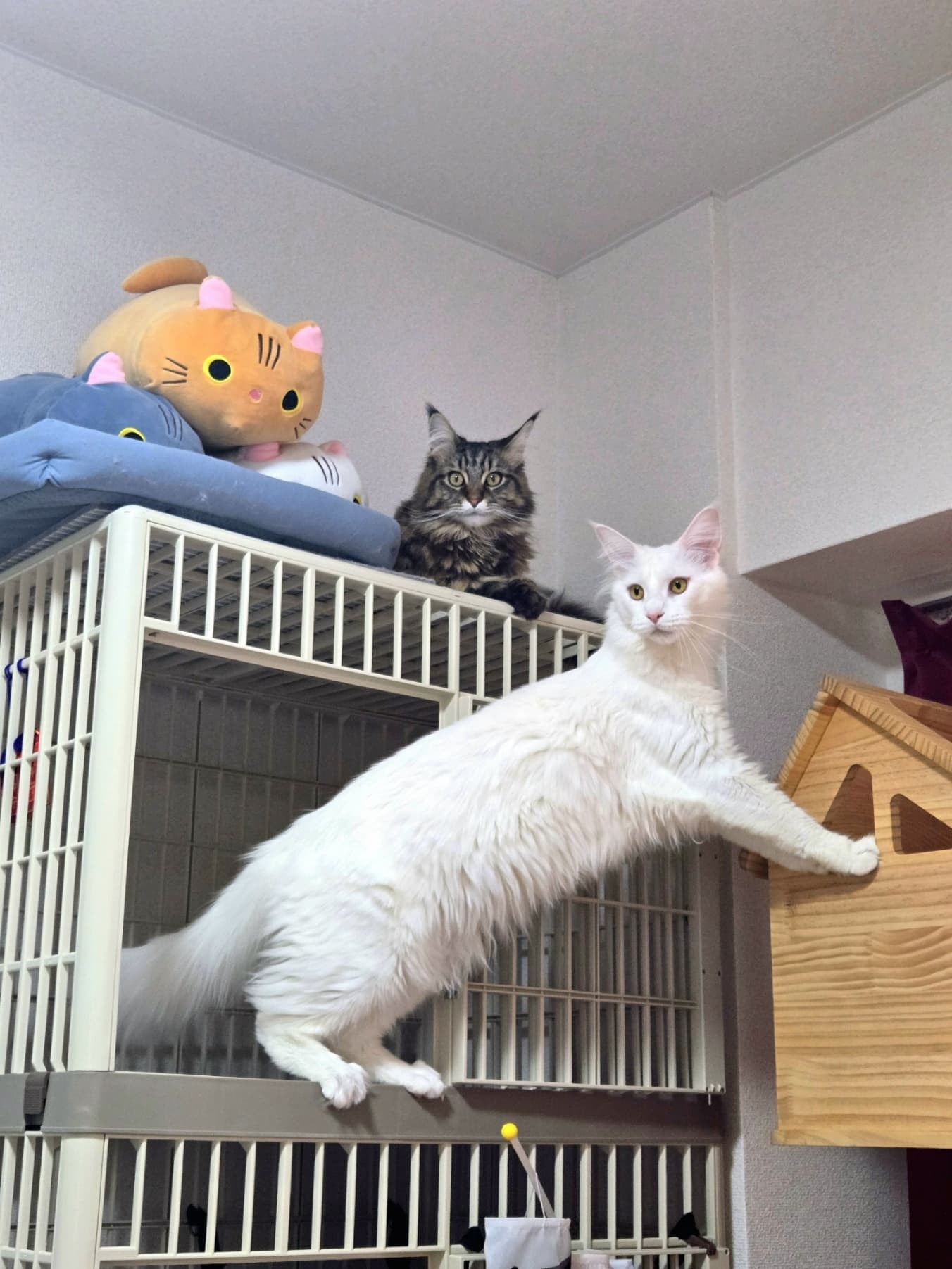 取締役ニャンズ