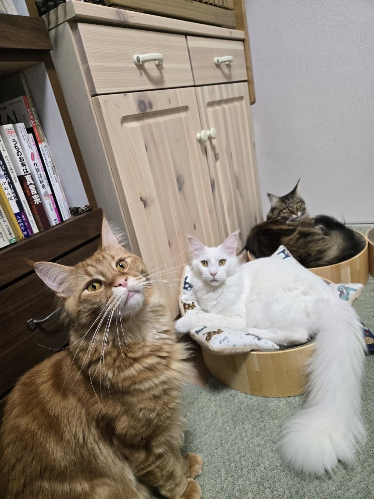 取締役ニャンズ